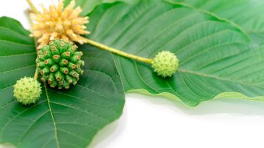Fuel Your Productivity: Top Picks for High-Quality Kratom for Energy Boost
